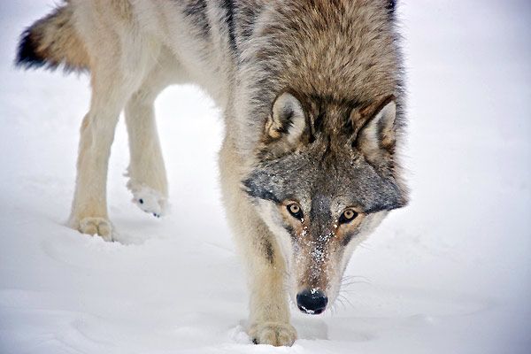 울프 Wolf Loup Photo