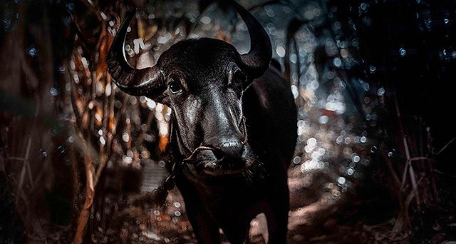 ジャッリカットゥ　牛の怒り Photo
