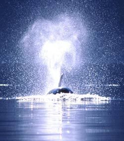 범고래 루나 구하기 Saving Luna 사진