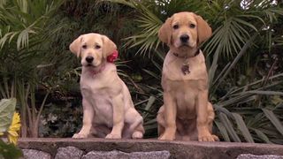 ảnh 馬利與我2 Marley & Me: The Puppy Years