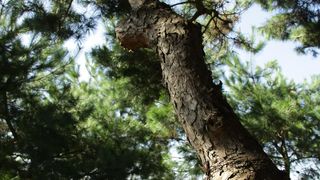소나무 Pine 写真