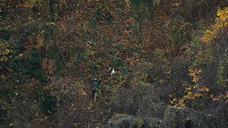 白いトリュフの宿る森 写真