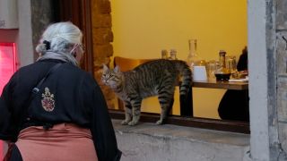 伊斯坦布林的貓 Kedi劇照