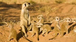미어캣의 모험 The Meerkats Photo
