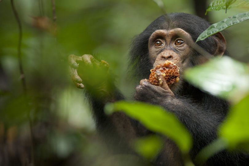 黑猩猩 Chimpanzee 사진