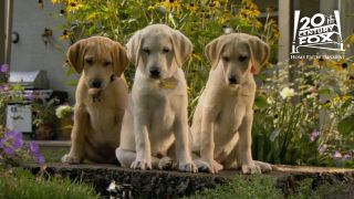 ảnh 馬利與我2 Marley & Me: The Puppy Years