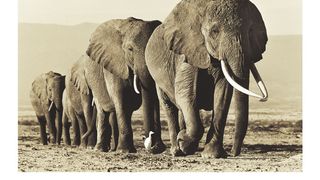 위대한 코끼리, 에코 Natural World: Echo - An Unforgettable Elephant劇照