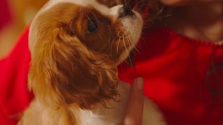 천사의 선물 Project: Puppies for Christmas 사진