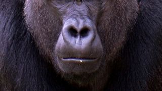 이보, 동물원 고릴라의 일생 Ivo, the Unauthorized Biography of a Zoo Gorilla Foto