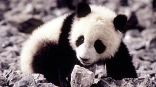 小貓熊歷險記 The Amazing Panda Adventure รูปภาพ