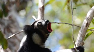 馬達加斯加：狐猴之島 Island of Lemurs: Madagascar 写真
