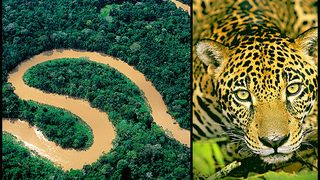 ảnh アマゾン大冒険　世界最大のジャングルを探検しよう！