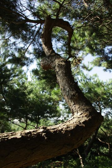 소나무 Pine 사진
