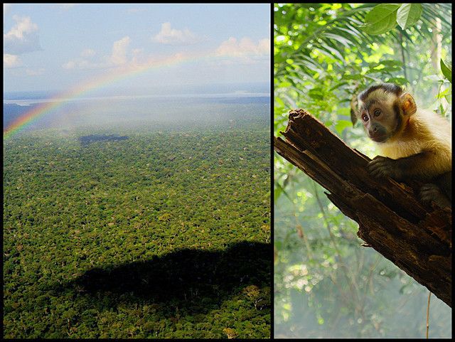 アマゾン大冒険　世界最大のジャングルを探検しよう！ Photo