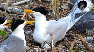 尋找神話之鳥 Enigma:The Chinese Crested Tern劇照