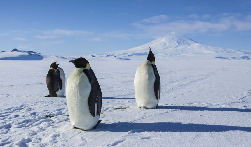 南極洲：冰上的一年 Antarctica: A Year on Ice劇照