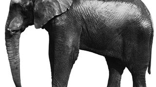 엘리펀트 Elephant 写真
