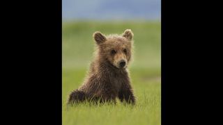 熊世界 阿拉斯加的棕熊/Bears Photo
