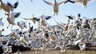 위대한 비상 The Travelling Birds, Le Peuple Migrateur Photo
