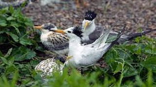 尋找神話之鳥 Enigma:The Chinese Crested Tern รูปภาพ