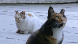 고양이들의 아파트 Cats\' Apartment Foto