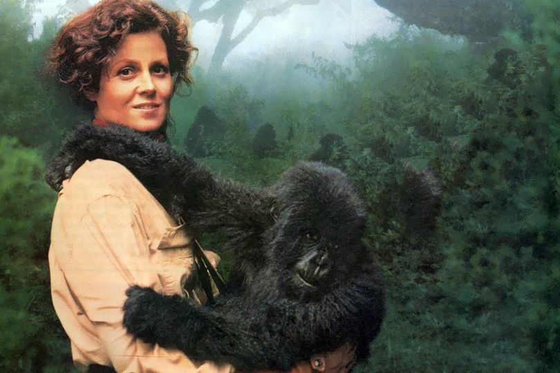 迷霧中的大猩猩 Gorillas in the Mist: The Story of Dian Fossey劇照