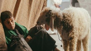 알리 앤드 히즈 미라클 십 Ali and His Miracle Sheep Foto