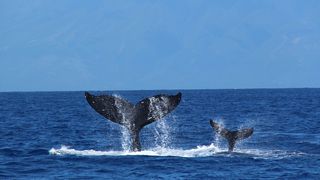 험프백 웨일스 Humpback Whales Photo