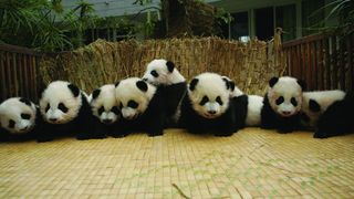 팬더 다이어리 Panda Diary, パンダフルライフ รูปภาพ