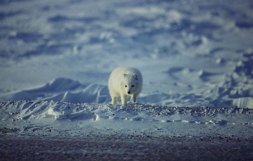 나누와 실라의 대모험 Arctic Tale劇照