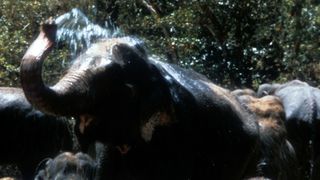 人猿泰山 Tarzan, the Ape Man劇照