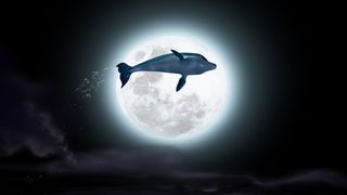돌핀 : 꿈꾸는 다니엘의 용감한 모험 The Dolphin: Story of a Dreamer El delfín: La historia de un soñador 사진