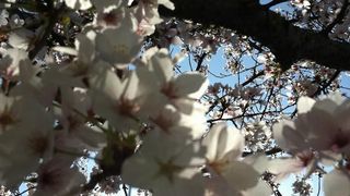 쓰나미, 벚꽃 그리고 희망 The Tsunami and the Cherry Blossom 津波そして桜 사진