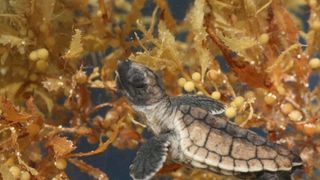 海龜奇妙之旅 Turtle: The Incredible Journey劇照