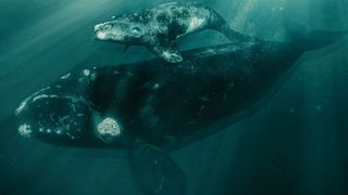 라스트 오브 더 라이트 웨일즈 Last of the Right Whales 사진