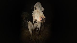 Cow  Cow (2022) Photo