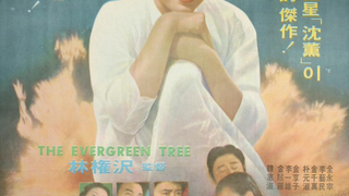 상록수 The Evergreen tree Foto