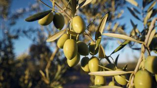 ảnh 純淬：橄欖油的原鄉 Jaén, Virgen & Extra