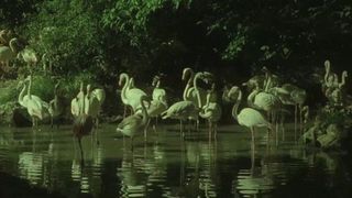 플라밍고스 Flamingos I Fenicotteri 사진