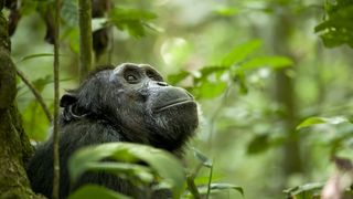 黑猩猩 Chimpanzee รูปภาพ