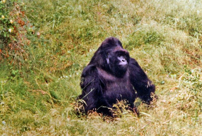 迷霧中的大猩猩 Gorillas in the Mist: The Story of Dian Fossey Photo