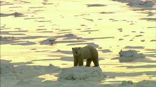 북극의 눈물 Tears in the Arctic Foto