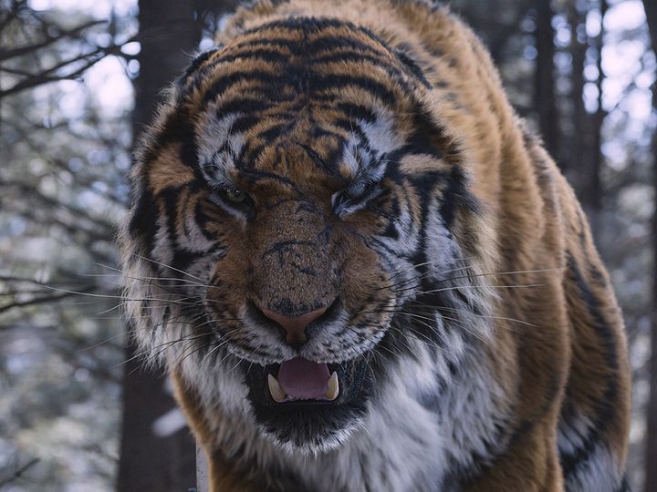 대호 The Tiger, 大虎 Photo