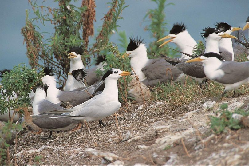 尋找神話之鳥 Enigma:The Chinese Crested Tern Foto