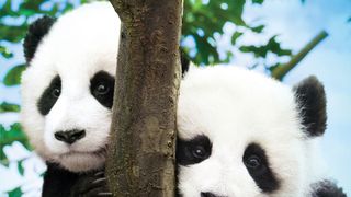 팬더 다이어리 Panda Diary, パンダフルライフ 사진