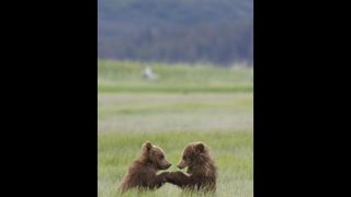 熊世界 阿拉斯加的棕熊/Bears Photo