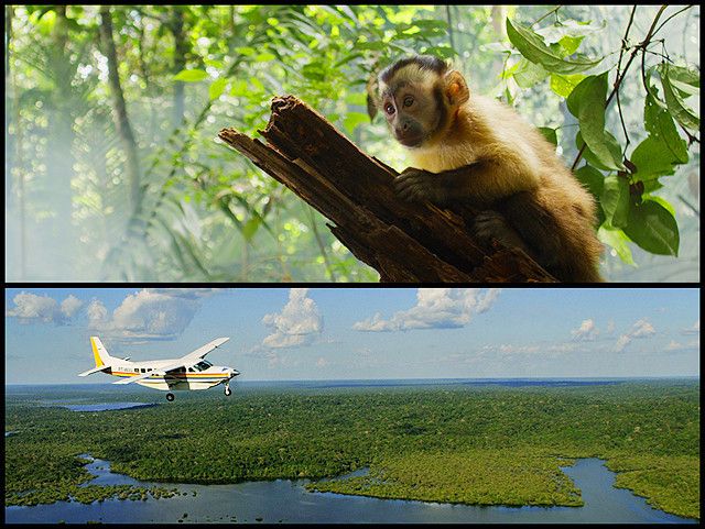 アマゾン大冒険　世界最大のジャングルを探検しよう！ 사진