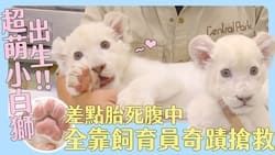 超Q萌！日本動物寶寶大集合～難得一見！獵豹6胞胎寶寶量體重囉劇照
