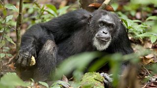 黑猩猩 Chimpanzee劇照
