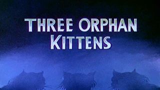 三隻小孤兒貓 Three Orphan Kittens 사진